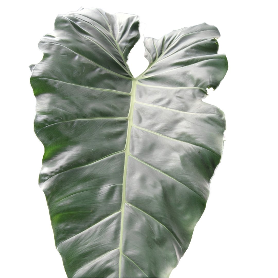Philodendron Maximum